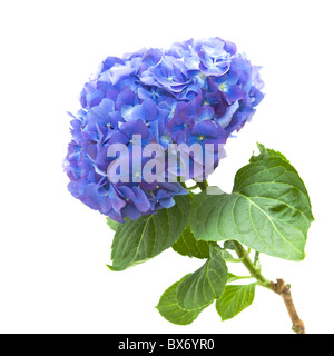 Blu chiaro-lilla hydrangea flowerhead; isolati su sfondo bianco; Foto Stock