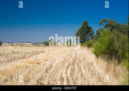 Campo di grano dopo il raccolto sulla Meseta spagnola, vicino Valcabadillo, provincia di Palencia, Castilla y León, Spagna Foto Stock