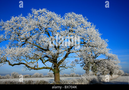 Trasformata per forte gradiente la brina su alberi Wales UK Regno Unito Europa Foto Stock