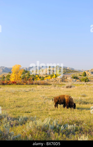Buffalo (Bison bison), Parco nazionale Theodore Roosevelt (unità del Nord), il Dakota del Nord, STATI UNITI D'AMERICA Foto Stock