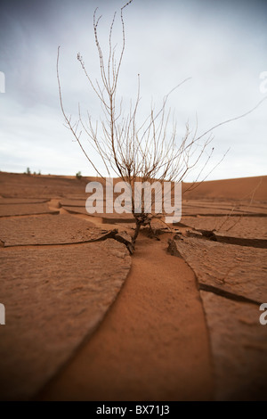 Siccità terra e albero secco in Khongoryn, Gobi, Gurvan Saikhan Parco Nazionale Foto Stock