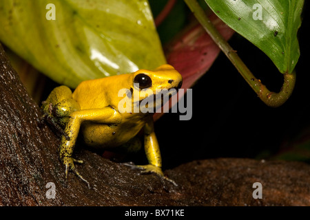 Veleno giallo Rana dart, Phyllobates terribilis, orig. Colombia (noto anche come il golden poison dart frog). Più velenoso. Foto Stock