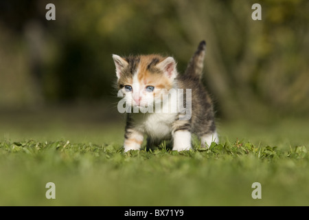 Katze, Kaetzchen auf Wiese, Gatto, gattino su un prato Foto Stock