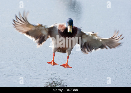 Un germano reale Drake di atterraggio su un lago ghiacciato in Worcestershire. Inghilterra Foto Stock