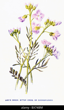 Lady's Smock, amaro crescione, o Cuckooflower (cardamine pratensis) da familiarità fiori selvatici da F. Edward Hulme Foto Stock