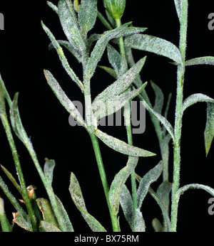 Oidio (oidio lini) Infezione delle piante di lino Foto Stock