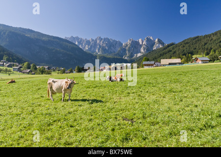 Mucche al pascolo sul pascolo alpino Foto Stock