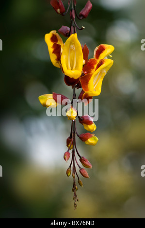 La bellissima pendolari orologio indiano Vine fiori - Thunbergia mysorensis o Mysore trumpetvine Foto Stock