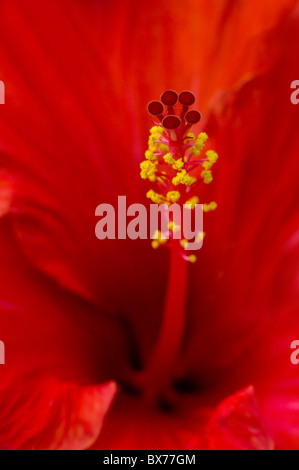 Immagine macro di un Rosso di fiori di ibisco Foto Stock