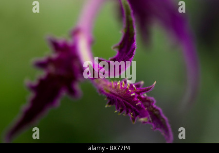 Velluto viola pianta - Gynura sarmentosa Foto Stock