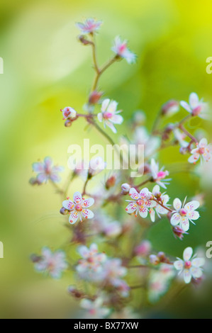 Il delicato piccoli fiori di Saxifraga urbium - London Pride Foto Stock