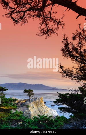 Stati Uniti, California, Monterey Peninsula, 17 Mile Drive, Lone Cypress Foto Stock