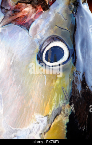 Close up di occhio e testa del grande tonno appeso al molo di Puerto Los Cabos in Baja, Messico Foto Stock