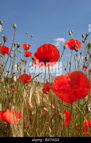 Mais fiori di papavero Foto Stock