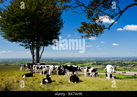 Mucche al pascolo Oliver's Castle, un antico hillfort vicino a Devizes, Wiltshire, Inghilterra, Regno Unito Foto Stock