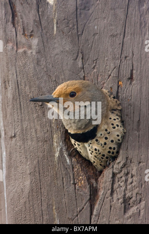 Lo sfarfallio del Nord dal foro di Nesting Foto Stock