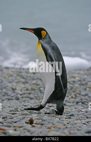 Vista laterale del [King Penguin] [Aptenodytes patagonicus] camminando sulla spiaggia rocciosa a [Fontana Bay] [Georgia del Sud] Antartide Foto Stock