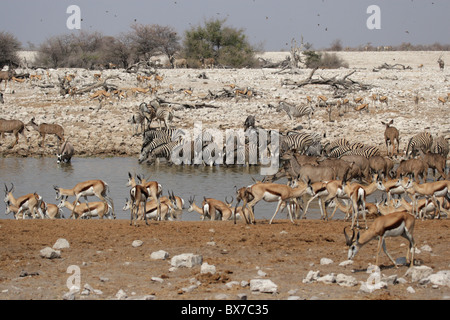 Animali bevendo al waterhole di Okaukuejo nel Parco Nazionale di Etosha, Namibia Foto Stock