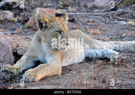 Close-up di un giovane LION CUB. Parco Nazionale di Kruger, Sud Africa. Foto Stock