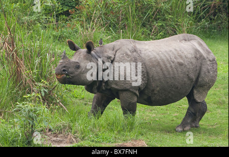 Unico cornuto rinoceronte (presso il Parco Nazionale di Kaziranga, India) Foto Stock