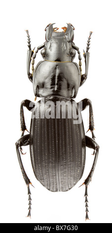 Femmina di Abax Schueppeli beetle isolati su sfondo bianco. Foto Stock