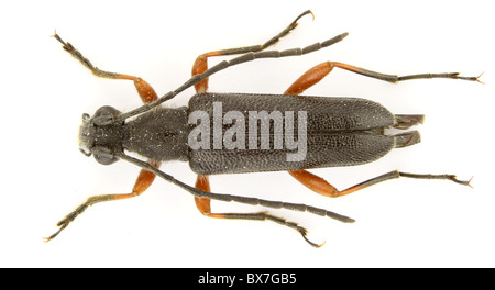 Anoplodera rufipes (Longicorn bettle) isolato su sfondo bianco. Foto Stock