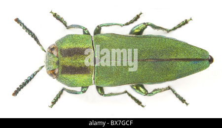 Anthaxia hungarica (gioiello beetle) isolato su uno sfondo bianco. Foto Stock