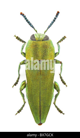 Anthaxia hungarica (gioiello beetle) isolato su uno sfondo bianco. Foto Stock