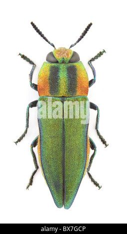 Femmina di Anthaxia hungarica (gioiello beetle) isolato su uno sfondo bianco. Foto Stock