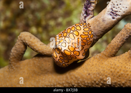 Flamingo lumaca a linguetta sulla barriera corallina di notte, alimentando su coral Foto Stock