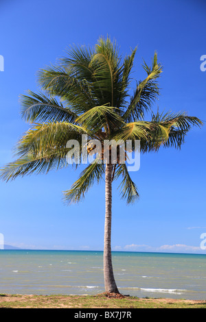 Tropical Palm tree. Foto Stock