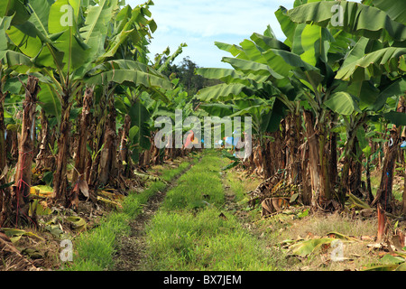 Piantagione di banane in Australia Orientale (Queensland). I sacchetti colorati sono usati per proteggere i frutti. Foto Stock