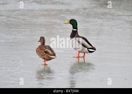 Mallard coppia sul ghiaccio Foto Stock