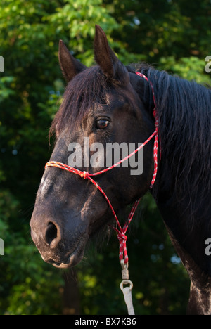 Progetto Percheron horse head shot nel tardo pomeriggio la luce solare, tradizionale fune halter, Pennsylvania, USA. Foto Stock