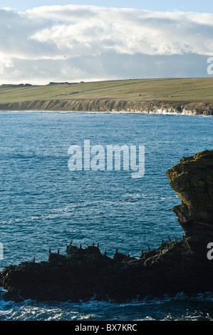 Dh Grim Ness SOUTH RONALDSAY ORKNEY Shags appollaiato sulla roccia sottostante seacliff South Ronaldsay costa orientale Foto Stock