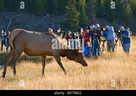 Fotografare elk nel Parco Nazionale di Yellowstone Foto Stock