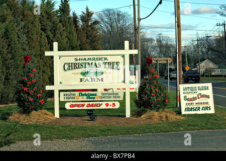 Shamrock Christmas Tree Farm, Mattituck, Long Island NY Foto Stock