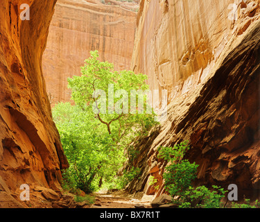 Soleggiato box elder in un canyon laterale, Burr Trail, canyon lungo, Grand Staircase-Escalante monumento nazionale, Southern Utah, Stati Uniti d'America Foto Stock