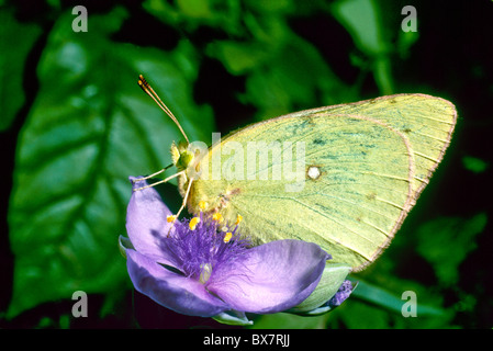 Farfalla di zolfo su viola Spiderwort fiore, close up Foto Stock