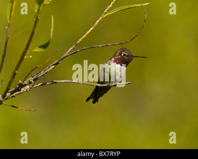 Anna's Hummingbird Calypte anna, maschio in inverno, appollaiato sul ramo. In California. Foto Stock