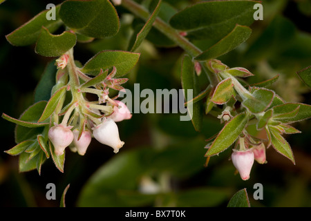 Arroyo Cruz Manzanita, Arctostaphylos cruzensis. Specie rare e minacciate arbusto, California del sud. Foto Stock