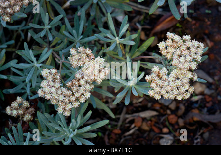 Isola di Santa Cruz del grano saraceno, Eriogonum arborescens; isola di Santa Cruz, California. Foto Stock