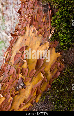 Pacific Madrone, Arbutus menziesii, - la corteccia e il tronco; California. Foto Stock