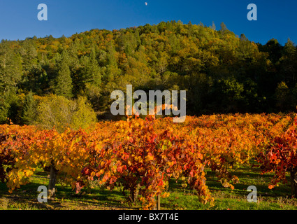 Colore di autunno nella Napa Valley vigneti, California. Foto Stock