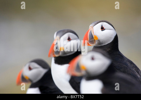 I puffini sull isola di fiocco, farne Islands, Northumberland Foto Stock