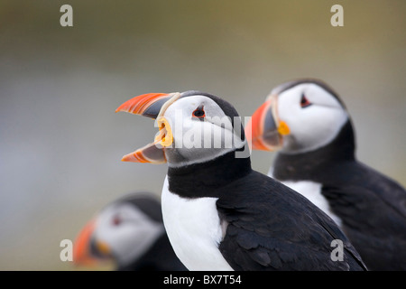 I puffini sull isola di fiocco, farne Islands, Northumberland Foto Stock