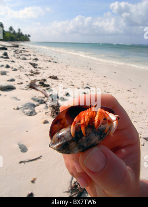 Il granchio eremita (variabilis sp.) nella fase transitoria i capretti cowry shell, West Island, il Cocos Keeling, Oceano Indiano Foto Stock