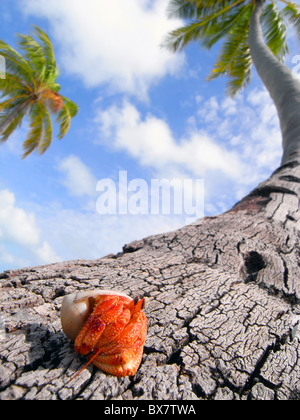 Il granchio eremita (variabilis sp.) sulla base della palma da cocco (Cocos nucifera), West Island, il Cocos Keeling, Oceano Indiano Foto Stock