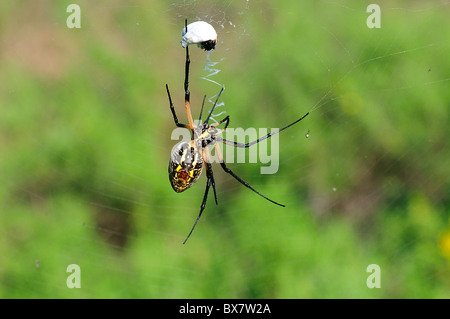 Giardino giallo spider- morti? Foto Stock