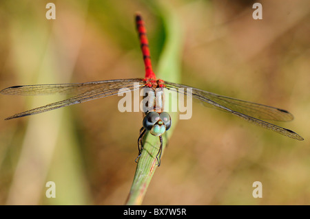 Blu-di fronte Meadowhawk, Sympetrum ambiguum Foto Stock